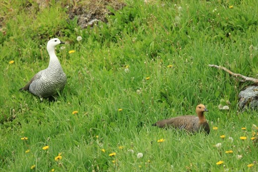 Upland geese, Parque Nacional Tierra del Fuego