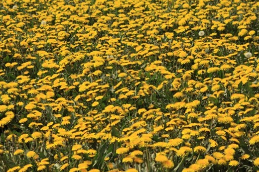 Dandelions, the official flower of Ushuaia