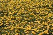 Dandelions, the official flower of Ushuaia: by vagabonds, Views[816]