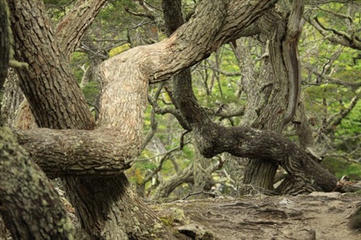 Gnarly trees of Tierra del Fuego