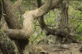 Gnarly trees of Tierra del Fuego: by vagabonds, Views[701]