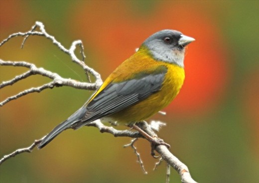 Patagonian sierra finch, Parque Nacional Tierra del Fuego
