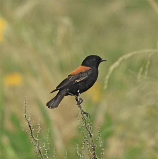 Rufous-backed negrito