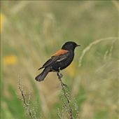 Rufous-backed negrito: by vagabonds, Views[698]