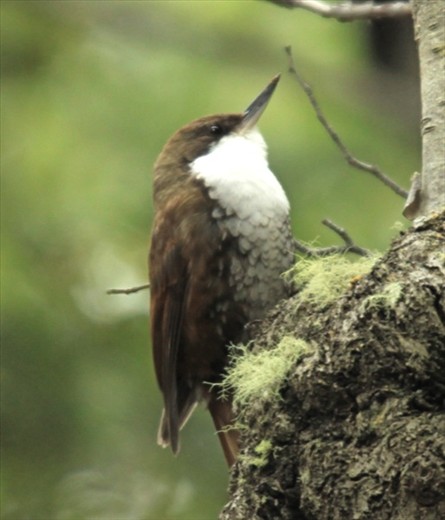 White-throated tree runner, Parque Nacional Tierra del Fuego