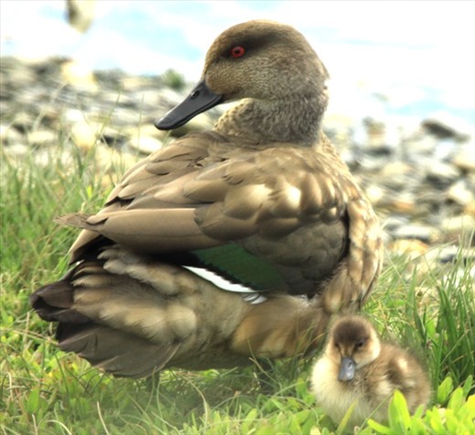 White-cheeked pintail and chick