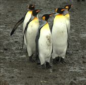 King penguins, Salisbury Plain, S. Georgia Island: by vagabonds, Views[681]
