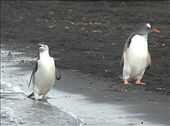 Chinstrap and Gentoo, Deception Island: by vagabonds, Views[330]