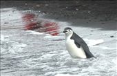 Chinstrap penguin, Deception Island: by vagabonds, Views[242]
