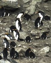 Macaroni Penguins: by vagabonds, Views[3187]
