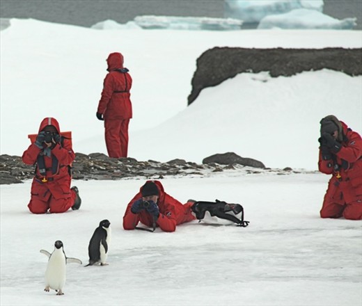 Run! Gentoo penguin, King George Bay