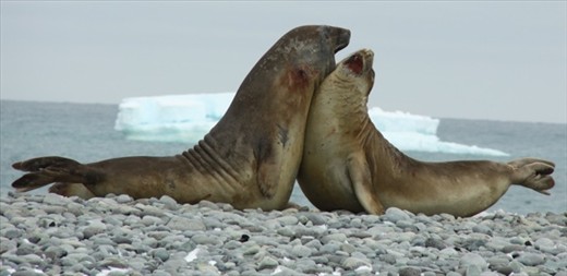 Showing off, King George Bay