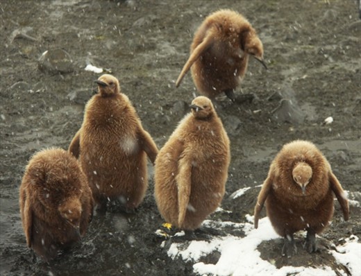 Chubby king penguin chicks , Salisbury Plain, S. Georgia Island