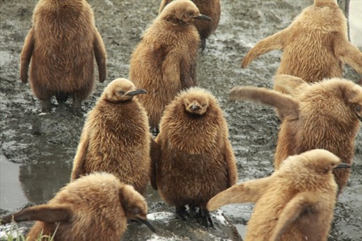 The next generation, Salisbury Plain, S. Georgia Island