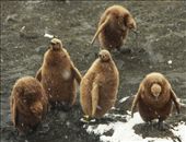 Chubby king penguin chicks , Salisbury Plain, S. Georgia Island: by vagabonds, Views[626]