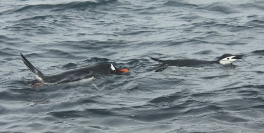 Chinstrap and Gentoo, Deception Island