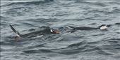 Chinstrap and Gentoo, Deception Island: by vagabonds, Views[284]