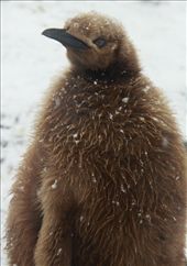 Chubby chicks weigh more than their folks: by vagabonds, Views[643]