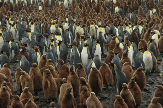 King penguin colony, Salisbury Plain, S. Georgia island