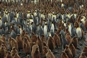 King penguin colony, Salisbury Plain, S. Georgia island: by vagabonds, Views[599]