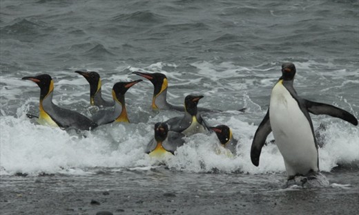 Coming ashore, Salisbury Plain, S. Georgia Island