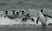 Coming ashore, Salisbury Plain, S. Georgia Island: by vagabonds, Views[682]