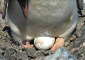 Keeping it warm, gentoo penguin and egg, Coberville Island: by vagabonds, Views[352]