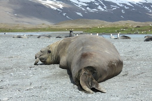 Bull elephant seal, Fortuna Bay