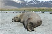 Bull elephant seal, Fortuna Bay: by vagabonds, Views[629]