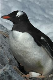 Brooding gentoo penguin, Coberville Island: by vagabonds, Views[292]