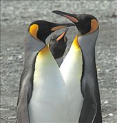 Three gossips: by vagabonds, Views[554]