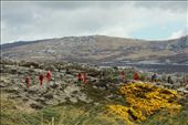 Gypsy Cove, our firsst time ashore, Falkland Islands: by vagabonds, Views[828]