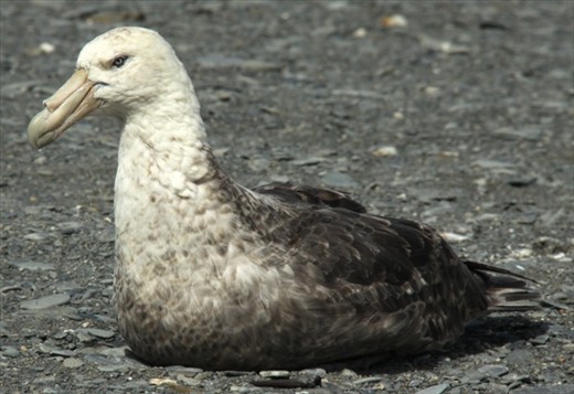Juvenile wandering albatross