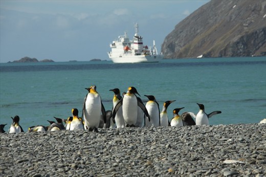 King penguins and the Vavilov