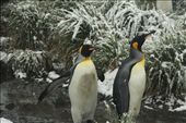 King penguins in the snow, Salisbury Plain, S. Georgia Island: by vagabonds, Views[639]