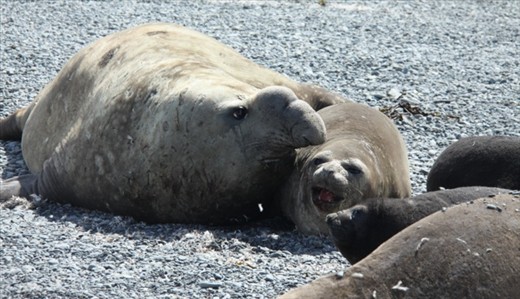 Elephant seal nookie