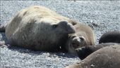 Elephant seal nookie: by vagabonds, Views[670]
