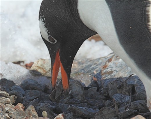 Gentoo collecting nest stones, Coberville Island