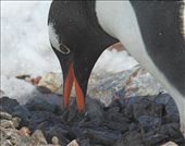 Gentoo collecting nest stones, Coberville Island: by vagabonds, Views[239]