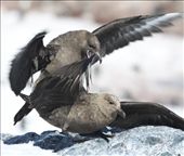Mating skuas, Coberville Island: by vagabonds, Views[321]