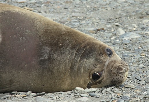 Weddell seal