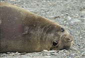 Weddell seal: by vagabonds, Views[577]