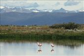 Chilean flamingos, Nimez Lagoon, El Calafate: by vagabonds, Views[727]