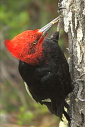 Magellanic woodpecker, Parque Nacional Las Glaciars: by vagabonds, Views[662]
