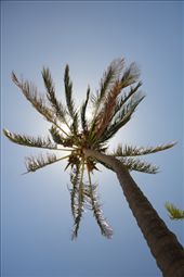 Palm, Easter island: by vagabonds, Views[663]