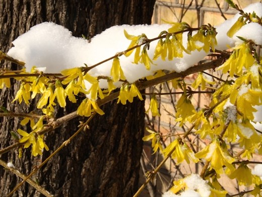 Frozen forsythia