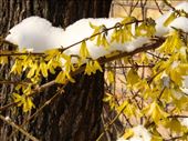 Frozen forsythia: by vagabonds3, Views[1041]