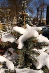 Bishkek snow — again!: by vagabonds3, Views[354]