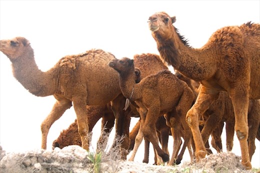 Curious camels, Mary to Gonur