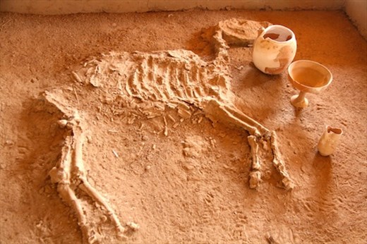 Horse skeleton, Gonur